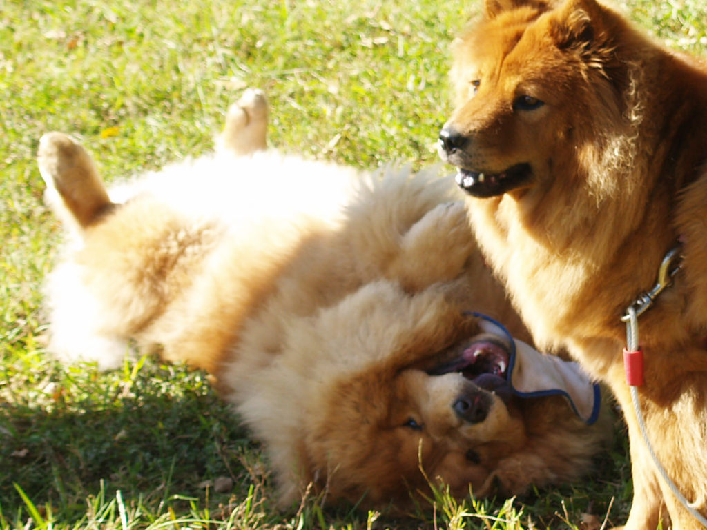 Fenway Dog Park • Hendersonville Dog Talk